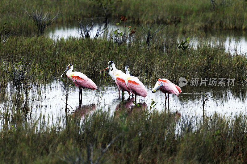 4只粉红琵鹭(Platalea ajaja)，冬天在佛罗里达东部海岸线附近的梅里特岛野生动物保护区的沼泽中被发现。